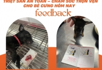 Dịch vụ triệt sản hot 2026 tại Phòng khám thú y Nâu Pet – Giải pháp chăm sóc thú cưng khoa học và an toàn