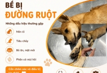 Bệnh Đường Ruột Ở Chó Mèo – Khi Nào Cần Đưa Bé Đến Bác Sĩ Thú Y?