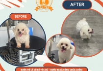 Cắt tỉa lông thú cưng tại Bến Cát – Vì sao nên chọn Phòng Khám Thú Y Nâu Pet Bình Dương?