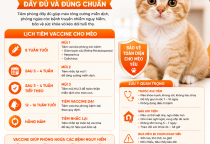 Lịch tiêm vaccine cho mèo đầy đủ giúp bảo vệ sức khỏe thú cưng toàn diện