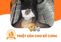 Triệt Sản Chó Cái Và Chó Đực Khác Nhau Như Thế Nào? Quy Trình, Thời Gian Hồi Phục Và Cách Chăm Sóc