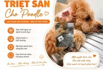 Có Nên Triệt Sản Poodle Không? Bác Sĩ Thú Y Giải Đáp Từ A-Z