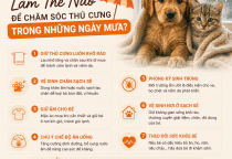 Làm Thế Nào Để Chăm Sóc Thú Cưng Trong Những Ngày Mưa?