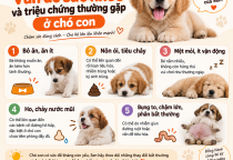Vấn Đề Sức Khỏe Và Triệu Chứng Thường Gặp Ở Chó Con Sen Cần Biết