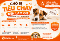 Chó bị tiêu chảy nên làm gì? Hướng dẫn xử lý đúng cách giúp thú cưng nhanh hồi phục