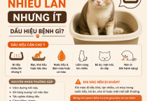 Mèo Đi Tiểu Nhiều Lần Nhưng Ít: Dấu Hiệu Bệnh Gì?