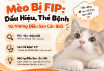 Mèo Bị FIP: Dấu Hiệu, Thể Bệnh Và Những Điều Sen Cần Biết