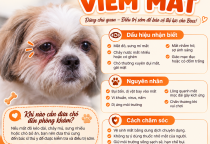 Chó bị viêm mắt: Dấu hiệu nhận biết và cách chăm sóc đúng cách