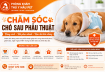 Chăm sóc chó sau phẫu thuật: Hướng dẫn chi tiết giúp thú cưng hồi phục nhanh và an toàn