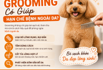 Grooming có giúp hạn chế bệnh ngoài da cho chó mèo không?