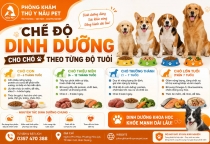 Chế độ dinh dưỡng cho chó theo từng độ tuổi khoa học và phù hợp