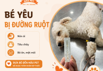 Vì Sao Không Nên Thay Đổi Thức Ăn Cho Thú Cưng Quá Đột Ngột?