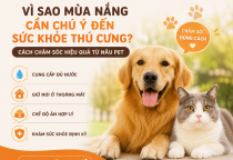 Vì Sao Mùa Nắng Cần Chú Ý Đến Sức Khỏe Thú Cưng? Cách Chăm Sóc Hiệu Quả Từ NÂU PET
