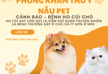 Bệnh ho cũi chó (Kennel Cough) – Nguyên nhân, triệu chứng & cách phòng tránh