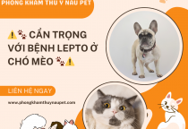 Bệnh Leptospirosis (Lepto) ở chó mèo – Nguy hiểm & Cách phòng tránh