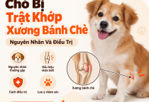 Chó Bị Trật Khớp Xương Bánh Chè: Nguyên Nhân Và Điều Trị