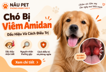 Chó Bị Viêm Amidan: Dấu Hiệu Và Cách Điều Trị