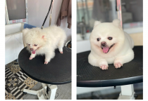 Cắt Tỉa Thú Cưng Bình Dương – Dịch Vụ Chăm Sóc Toàn Diện Tại Nâu Pet