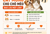 Cắt Móng Cho Chó Mèo Bao Lâu Một Lần? Hướng Dẫn Chăm Sóc Móng Đúng Cách