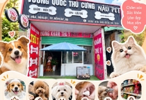 Làm Đẹp Thú Cưng Ở Đâu Uy Tín? Gợi Ý Địa Chỉ Tại Bến Cát