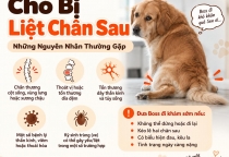 Chó Bị Liệt Chân Sau: Những Nguyên Nhân Thường Gặp