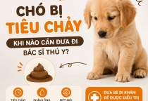 Chó Bị Tiêu Chảy – Khi Nào Cần Đưa Đi Bác Sĩ Thú Y?
