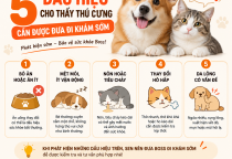 5 Dấu Hiệu Cho Thấy Thú Cưng Cần Được Đưa Đi Khám Sớm