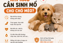 Khi Nào Cần Sinh Mổ Cho Chó Mèo?