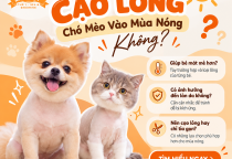 Có Nên Cạo Lông Chó Mèo Vào Mùa Nóng Không?