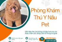 CẮT TỈA LÀM ĐẸP SPA THÚ CƯNG UY TÍN BÌNH DƯƠNG – LỰA CHỌN HÀNG ĐẦU TẠI PHÒNG KHÁM THÚ Y NÂU PET