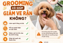 Grooming Có Giúp Giảm Ve Rận Không? Những Điều Chủ Nuôi Cần Biết