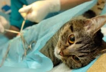 Cách Chăm Sóc Chó Mèo Sau Khi Triệt Sản – Hướng Dẫn Từ Nâu Pet