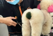 Grooming Định Kỳ – Bí Quyết Giúp Thú Cưng Luôn Xinh Đẹp & Khỏe Mạnh