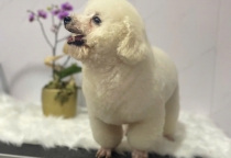 Chăm Sóc Thú Cưng Mùa Hè – Nâu Pet Spa Thú Cưng Bình Dương