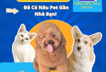 Khám và Điều Trị Thú Cưng Tận Tâm Tại Nâu Pet – Bình Dương