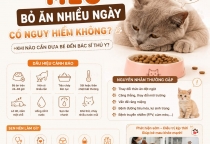 Mèo bỏ ăn nhiều ngày có nguy hiểm không?