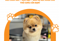 Top Phòng Khám Thú Y Uy Tín Tại Bình Dương – Nâu Pet Dẫn Đầu Trong Chất Lượng & Dịch Vụ