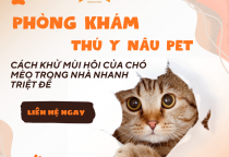 [MẸO HAY] CÁCH KHỬ MÙI HÔI CỦA CHÓ MÈO TRONG NHÀ NHANH – TRIỆT ĐỂ