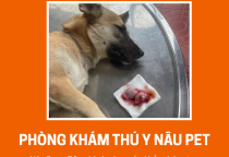 DỊCH VỤ HOT NHẤT TẠI NÂU PET – DỊCH VỤ THIẾN CHÓ MÈO AN TOÀN, CHUẨN Y KHOA