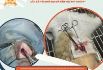 Top Dịch Vụ Hot Tại Phòng Khám Thú Y Nâu Pet – Triệt Sản, Spa, Cắt Tỉa Thú Cưng Chuyên Nghiệp
