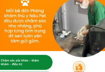 Phòng khám thú y Nâu Pet – Top phòng khám thú y uy tín Bình Dương 2026