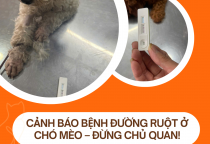 THÚ CƯNG BỊ ĐƯỜNG RUỘT – DẤU HIỆU NGUY HIỂM VÀ ĐỊA CHỈ KHÁM UY TÍN TẠI BÌNH DƯƠNG