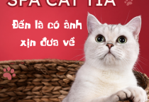 Dịch Vụ Cắt Lông Máu Cho Thú Cưng Tại Phòng Khám Thú Y Nâu Pet – Chăm Sóc Bé Yêu Toàn Diện