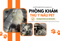 TRIỆT SẢN THÚ CƯNG UY TÍN TẠI BÌNH DƯƠNG – LỰA CHỌN AN TOÀN TẠI PHÒNG KHÁM THÚ Y NÂU PET