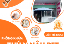 TOP PHÒNG KHÁM THÚ Y UY TÍN CHĂM SÓC TOÀN DIỆN 2026 – LỰA CHỌN HÀNG ĐẦU TẠI PHÒNG KHÁM THÚ Y NÂU PET