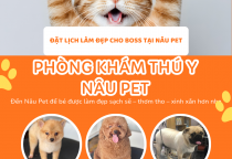 TIỆM THÚ Y GẦN ĐÂY TẠI BÌNH DƯƠNG – LỰA CHỌN UY TÍN TẠI PHÒNG KHÁM THÚ Y NÂU PET