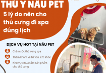 5 LÝ DO NÊN CHO THÚ CƯNG ĐI SPA ĐÚNG LỊCH – GIẢI PHÁP CHĂM SÓC TOÀN DIỆN TẠI PHÒNG KHÁM THÚ Y NÂU PET
