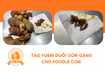 TẠO FORM ĐUÔI POODLE CON TẠI BÌNH DƯƠNG – DỊCH VỤ AN TOÀN TẠI PHÒNG KHÁM THÚ Y NÂU PET