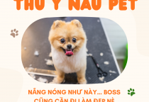 SPA THÚ CƯNG GẦN TÔI BÌNH DƯƠNG – TIỆM THÚ Y GẦN TÔI BẾN CÁT UY TÍN TẠI PHÒNG KHÁM THÚ Y NÂU PET