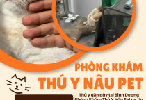 THÚ Y GẦN ĐÂY TẠI BÌNH DƯƠNG – GIẢI PHÁP CHĂM SÓC TOÀN DIỆN TẠI PHÒNG KHÁM THÚ Y NÂU PET